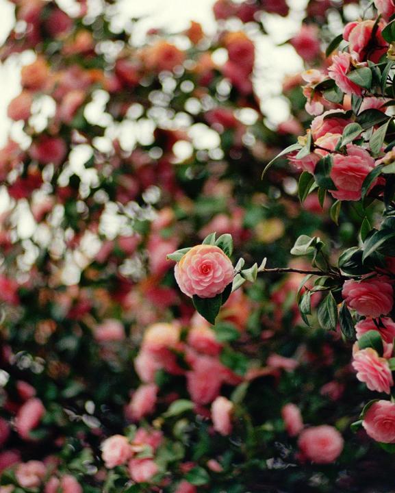Just a flower for your day [FM3A, 85mm, I forget]