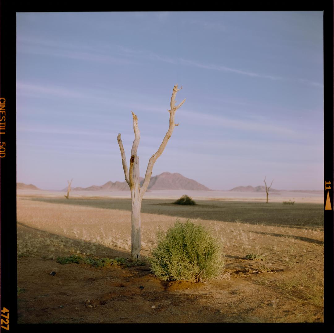 Namib Desert Flowers [Rolleiflex 6008 i2 || Planar 80mm f2.8 || Cinestill 50D], shot on rollei with cinestill 50d