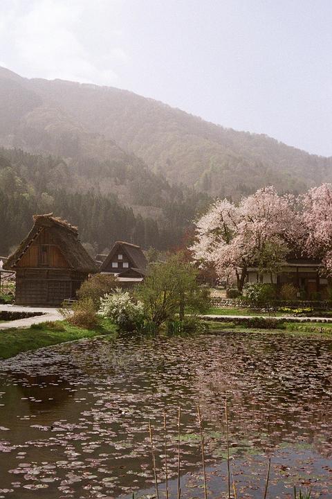 Ghibli In Real Life [Canonet QL17, Kodak Gold 200]