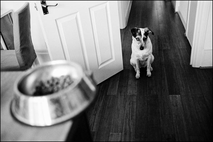 A dog sits on a wooden floor next to a door, looking at a food bowl in the foreground.