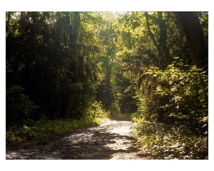 A sun-dappled dirt path winds through a dense forest.