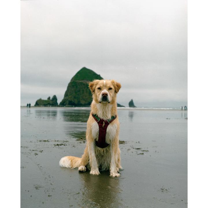 One of my favorite photos of the year. [Mamiya RB67 gold 200]