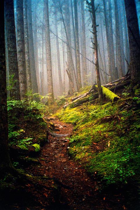 Woods - Fuji 200 / Pentax 115M point and shoot
