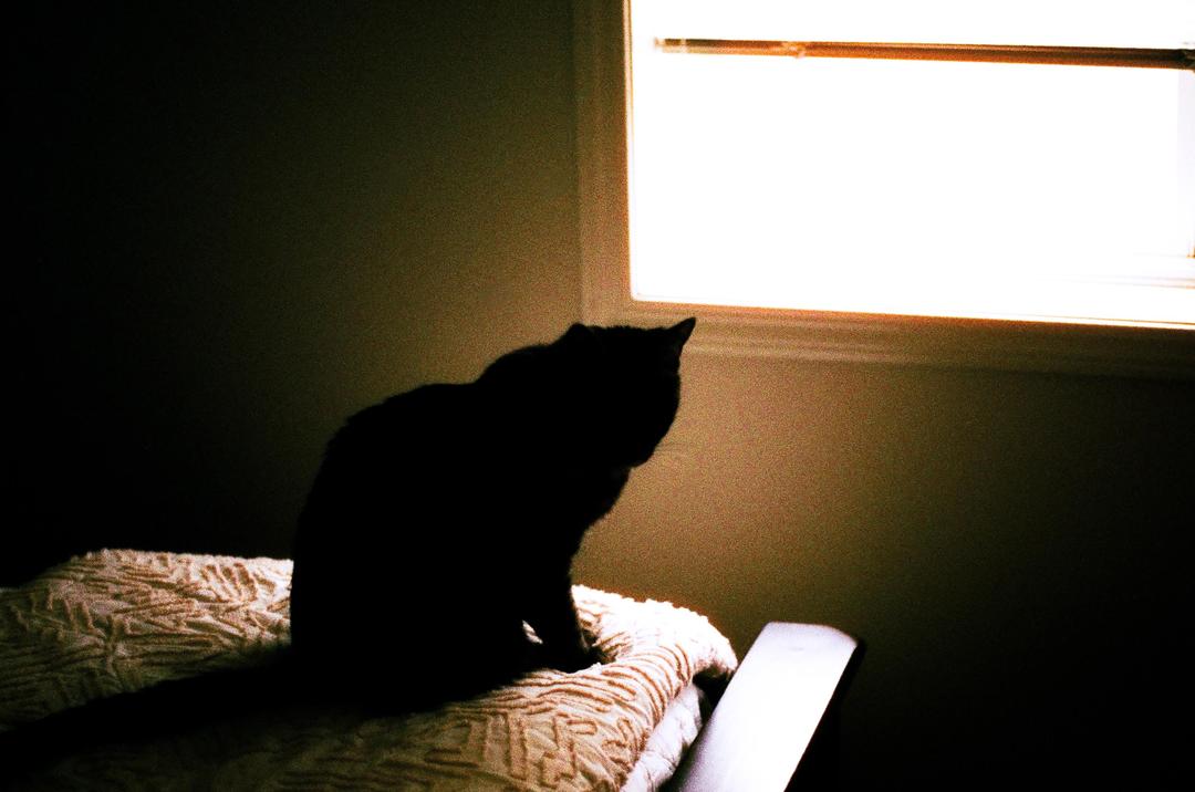 I saw the cat glow [Nikon F3, 50mm F1.2, Phoenix 200], shot on nikon f3