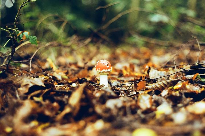 One mushroom shot on Film vs. Digital (no retouch)
