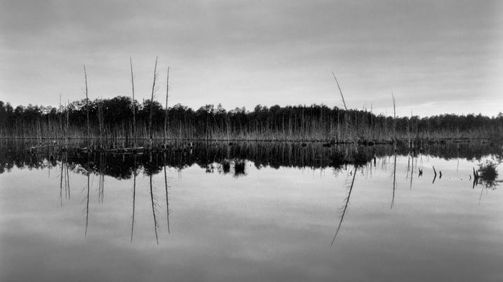 A panoramic black and white landscape shows a still body of water reflecting a distant forest and numerous bare trees emerging from the water.