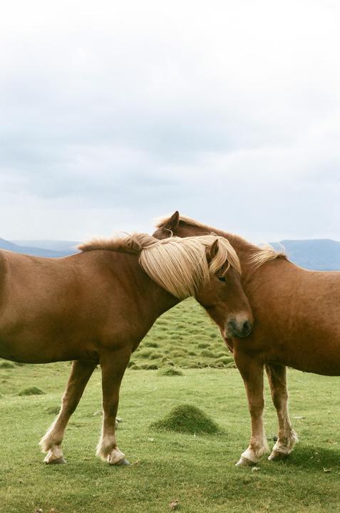 Horses in Iceland | Portra 400 | Leica M3 | 50mm DR Summicron