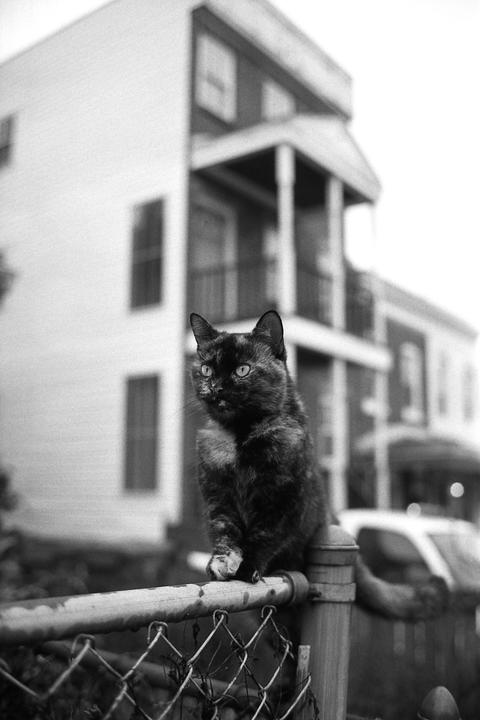 Sushi the tortoiseshell cat [Cinestill BwXX]