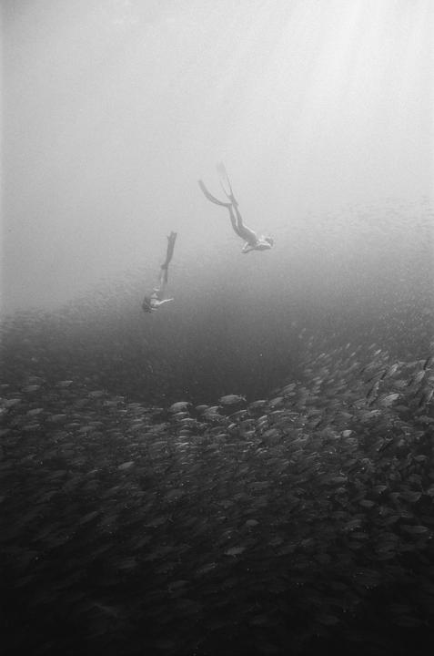 I was on a work trip, heard about the bait ball, and hit up some friends super last to dive + shoot with me early one morning. Diving into a school like this is one of my absolute favorite things. Nikonos v tmax400.