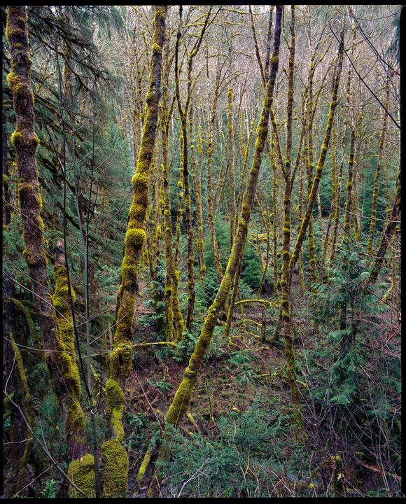 Was depressed as hell this winter, bought a Bronica after years of not shooting photos. Gave me a reason to go outside and explore Oregon. Success. Thanks for all the inspiration, r/analog. [Bronica GS-1, Zenzanon PG 50mm and 100mm, Portra 400]