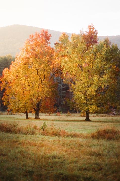Two trees with autumn foliage stand in a field with a mountain in the background.