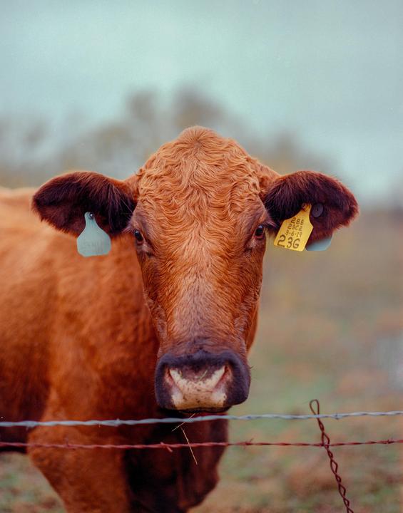 A cow with earrings | Pentax 67 | 105mm f2.4 SMC | 400D