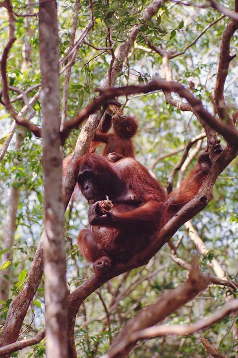 Portra 400, Leica R5, Summicron-R 90mm, Borneo 2022