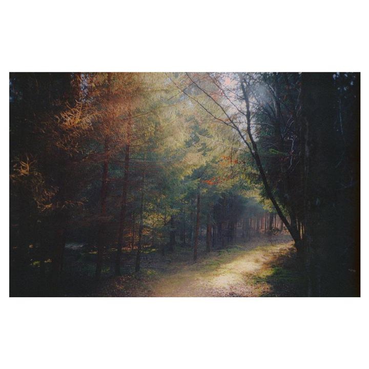 Sunlight illuminates a path through a forest of tall trees.