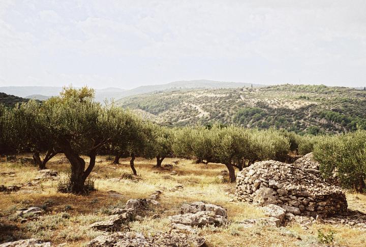 Olive field in Postira, Croatia (Contax T2)