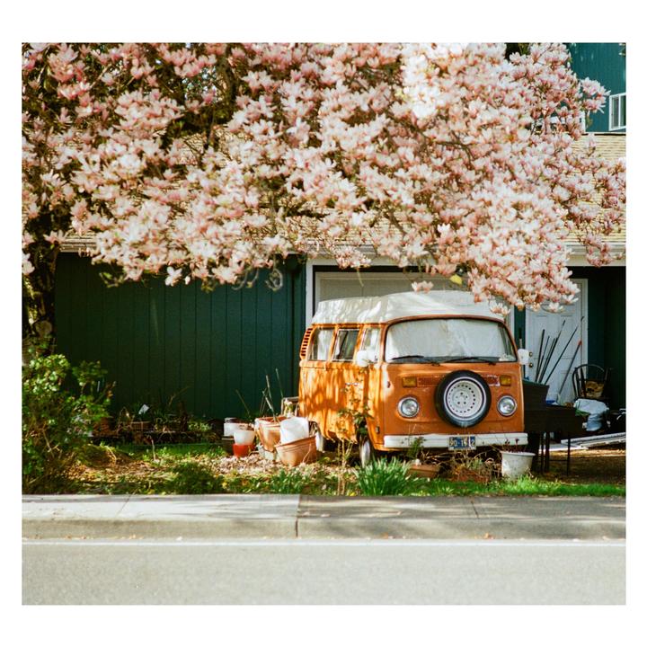 under the magnolia | nikon fe + 50mm | kodak gold
