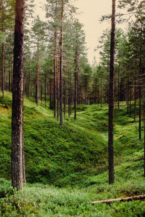 Canon AE-1, FD 50mm, ektachrome100