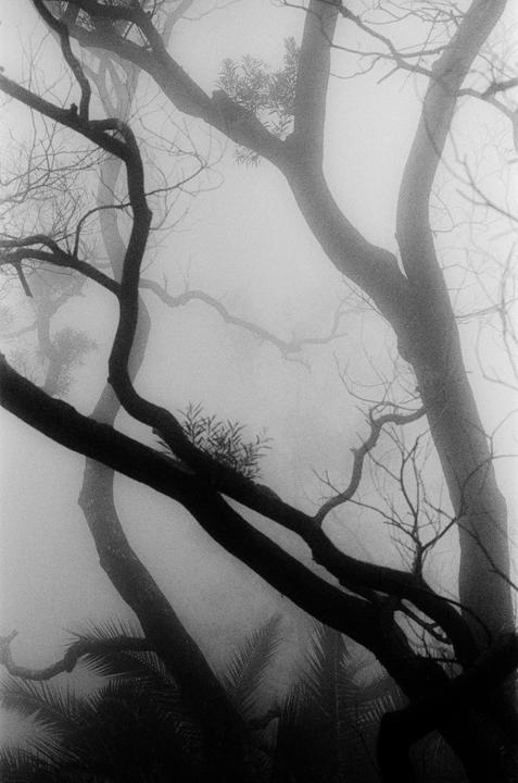 Bare tree branches and palm fronds are visible through a thick fog.
