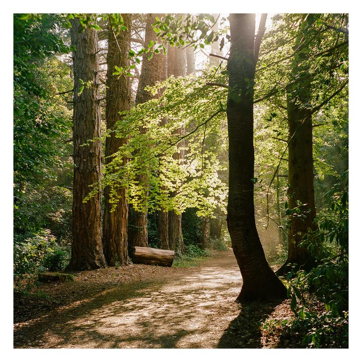 Forest Trail - Yashica Mat, Yashinon 80mm F3.5, Kodak Portra 400