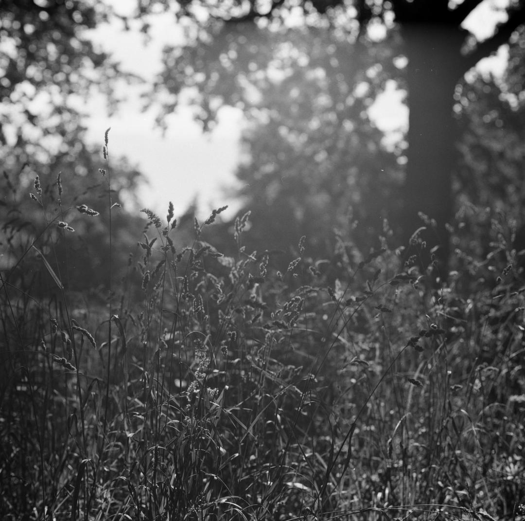 Fomapan 100, shot with foma 100 classic