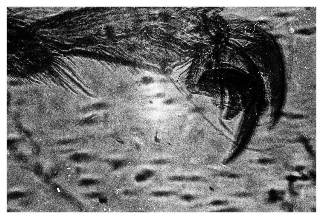 Little creature leg. Fomapan 400. X570. 100x magnification., shot on nikon with foma 400 action