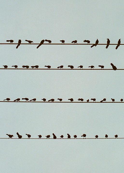Birds on a wire [Canon A1, FD 50mm 1.8, Cinestill 800t]