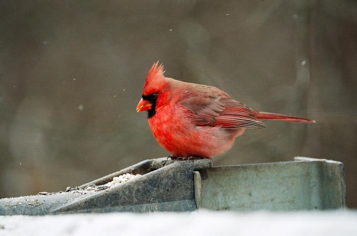 First time attempting bird photography on film [Portra 800 | Nikon F5 | Sigma 150-600mm C]