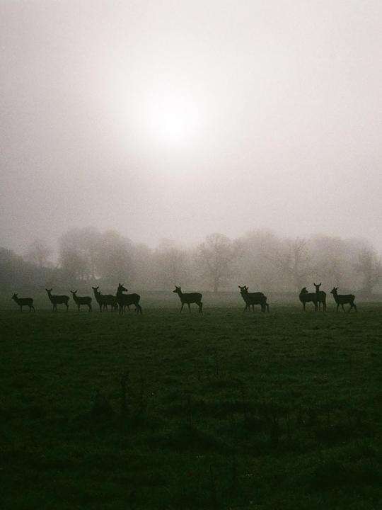 Dawn Chorus [Canon Sureshot 2.8 / Kodak Gold 200]