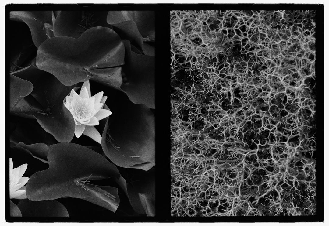 image 35085 by sickestinvertebrate