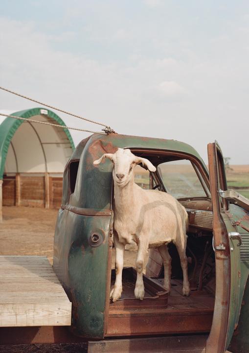 The Goat, Pentax 645, Portra 400