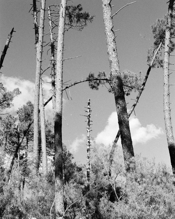 Tall, slender trees with sparse branches stand against a bright sky with clouds.
