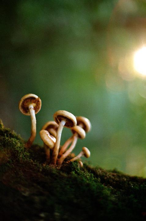 Mountain Mushrooms - Nikon F3, 50mm f1.2, FujiColor 200