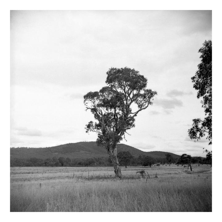 A lone tree stands in a grassy field with hills in the background under a cloudy sky.