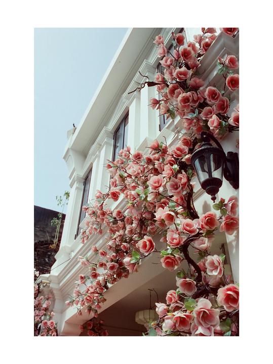 Old Phuket City flowers - Canon AE-1, Portra400
