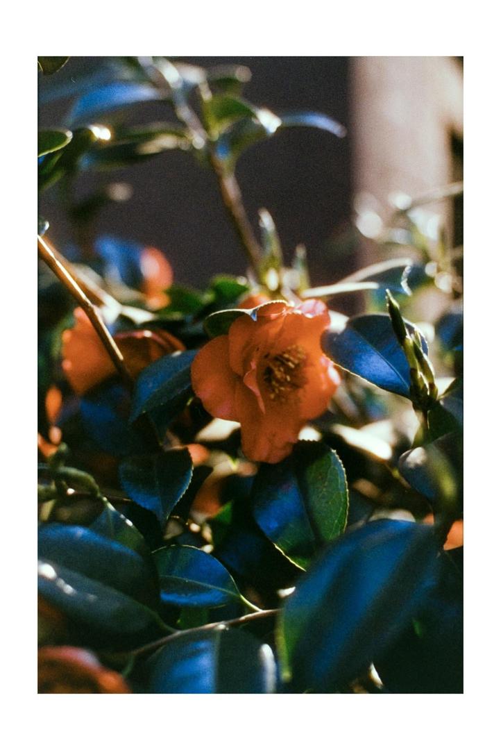 Canon A-1, 50mm 1.4, Harman Phoenix 1, shot on canon a-1 with harmon