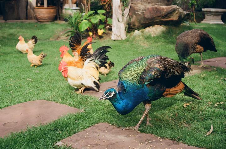 Peacock - Canon FTb - FD50mm f/1.4 - Kodak Gold