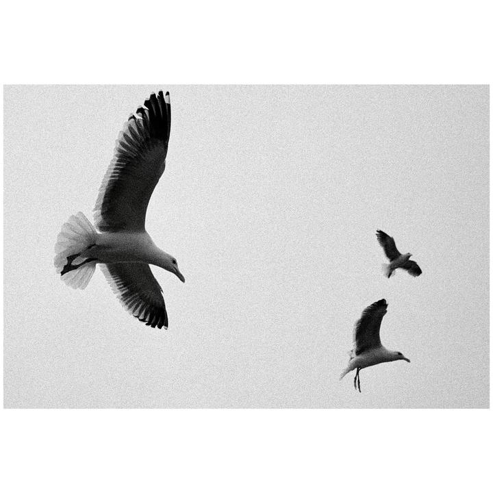 Three seagulls fly against a bright, overcast sky.