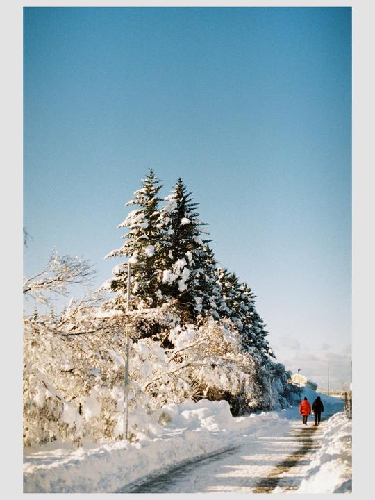 Two people walk along a snow-covered path next to snow-laden trees under a clear blue sky.
