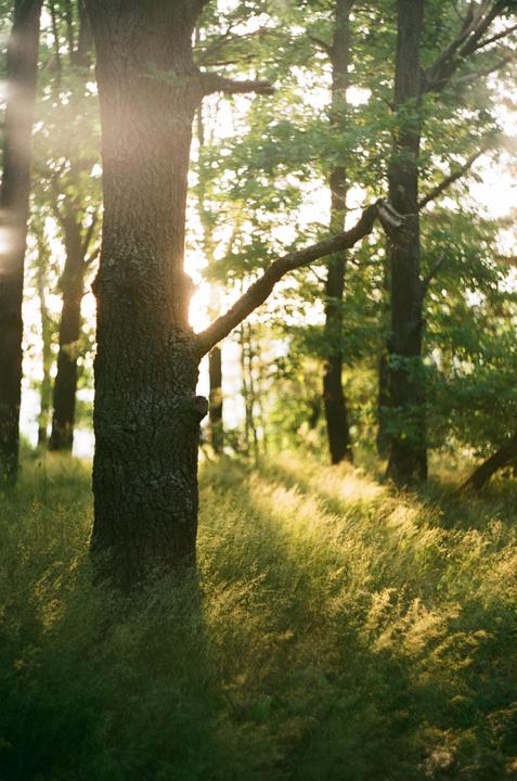 Morning in the forest [Zenit-E, Fujifilm C200]