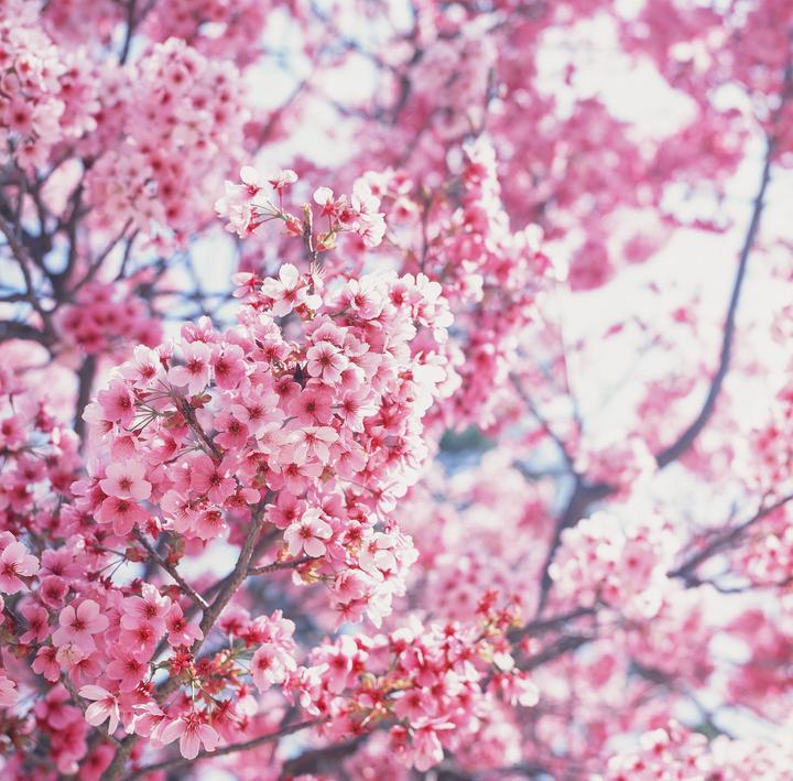 Sakura in Setoda, Hiroshima [Hasselblad 500cm, Zeiss Planar 80mm f2.8, Fujichrome Provia 100f]