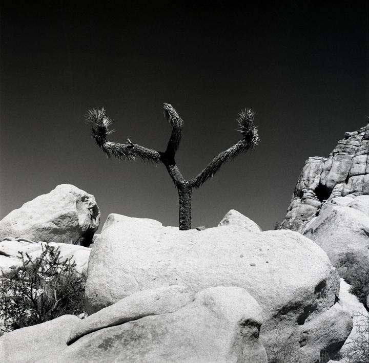 Impossible Pitchfork [Hasselblad 500CM, Zeiss Planar 80mm f/2.8 C with red filter, Frankenstein 200]