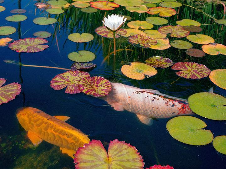 Lily Pads & Koi [ Rollei 35 | 40mm f3.5 | Superia 400 ]