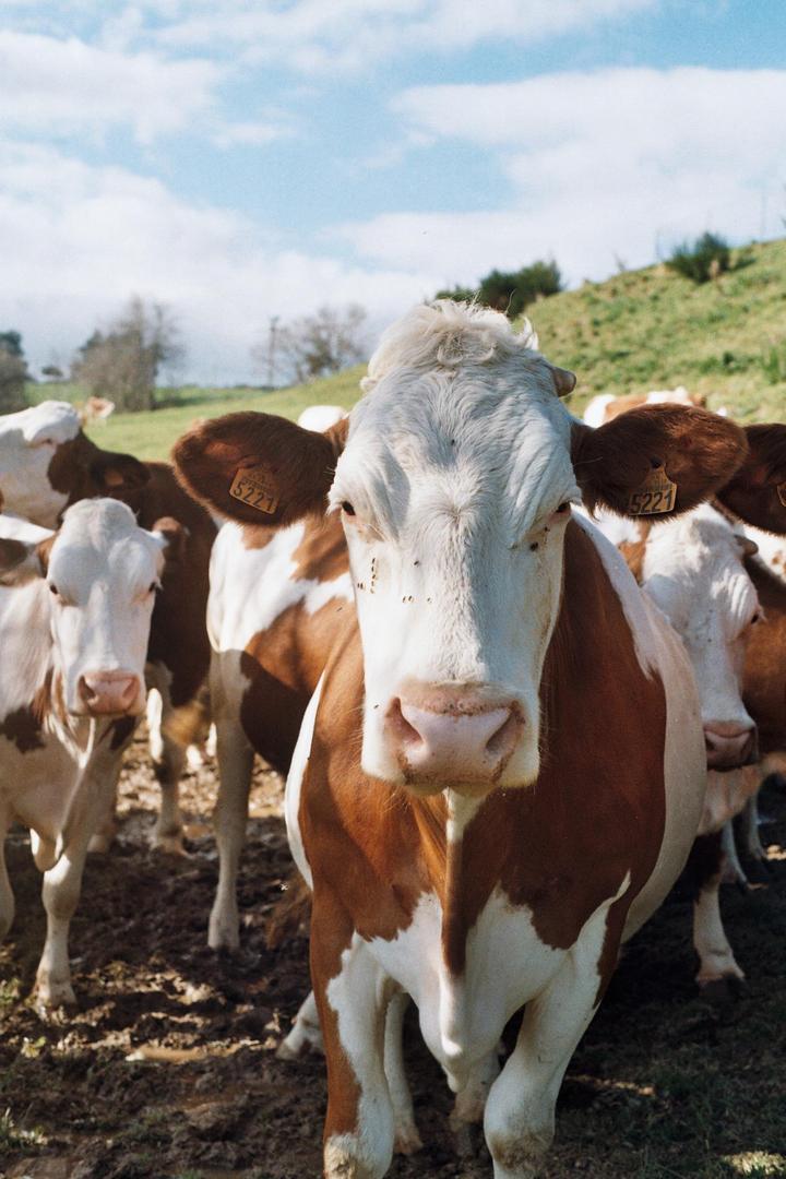 moo-ve along, shot on minolta with fujifilm 400