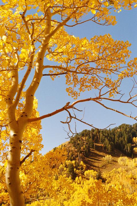 winter grey has me missing fall gold [pentax spotmatic, takumar 55mm, gold 200]