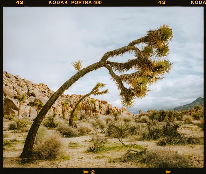 Tree Yoga · Mamiya 7 50MM · Kodak Portra 400