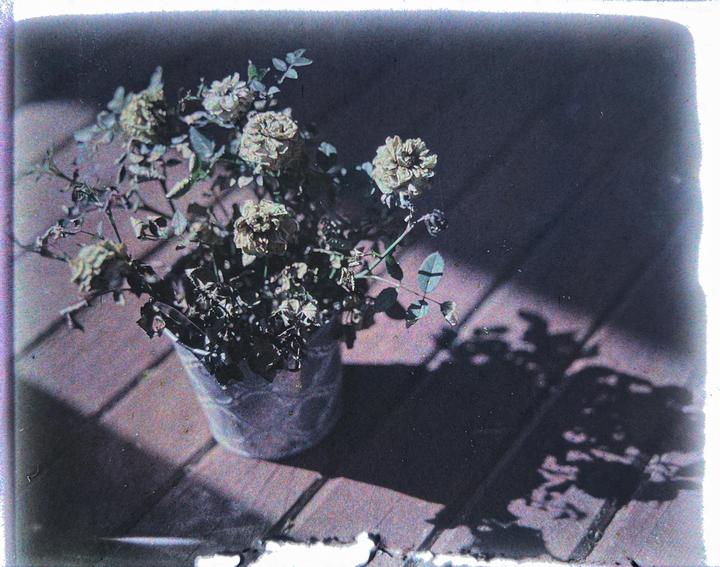 Forgot to water the roses. [4x5 Autochrome]