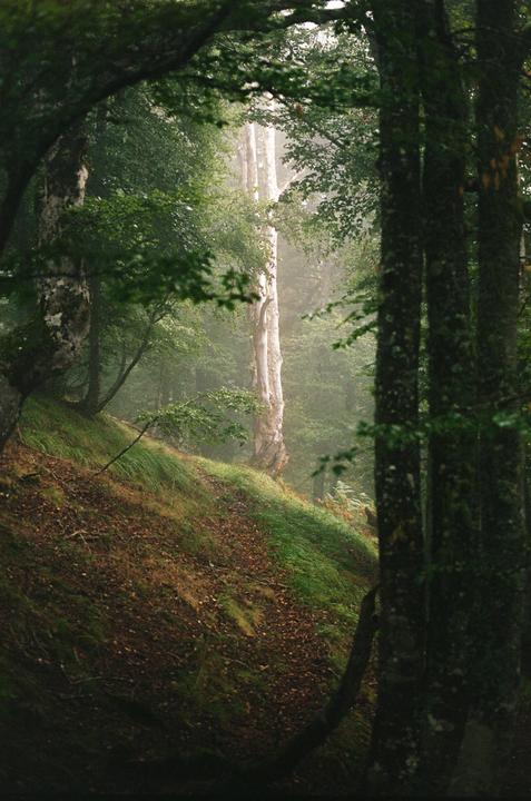 Glowing tree, misty forest. French Pyrénées mountains. Nikon F2. 55mm. Porta 400