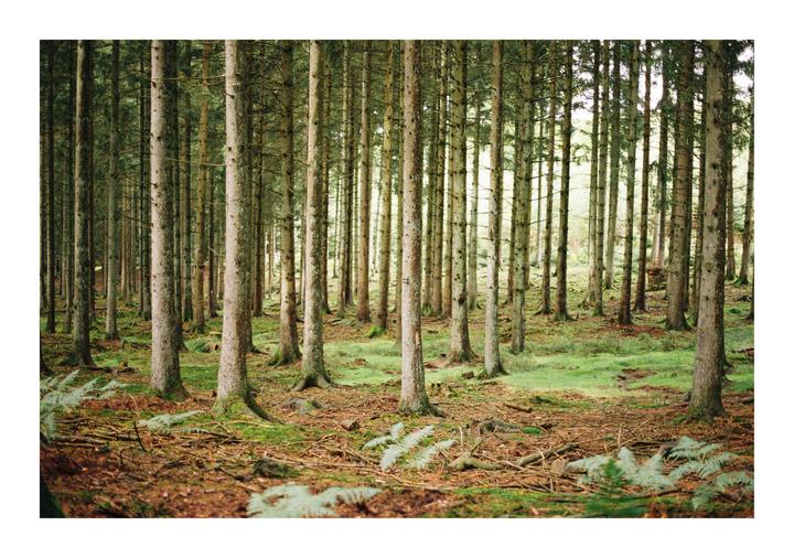 Ardennes, Belgium [Olympus OM-1, Zuiko 50mm 1.8, Ultramax 400]