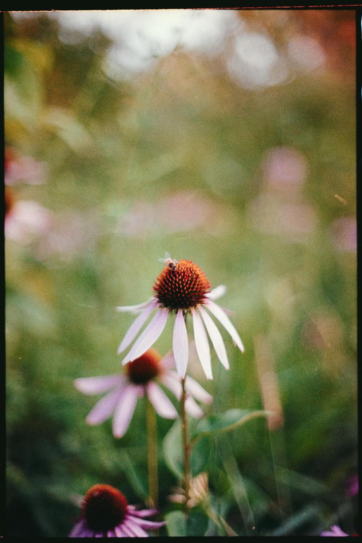 image 40026 by MikeCarpenterPhoto