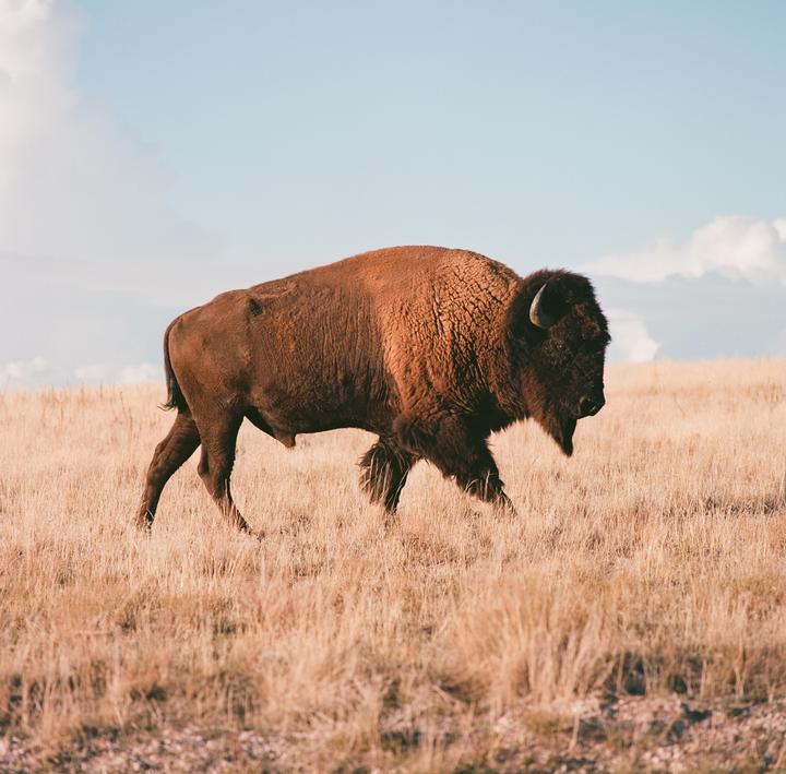 Utah Bison [Bronica SQ-A | PS-250mm | Ektar 100}